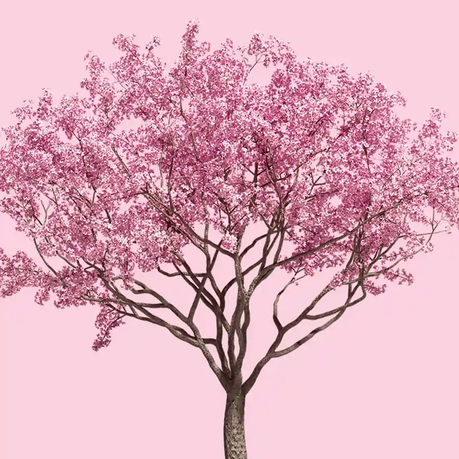 cherry-tree Cherry tree.
