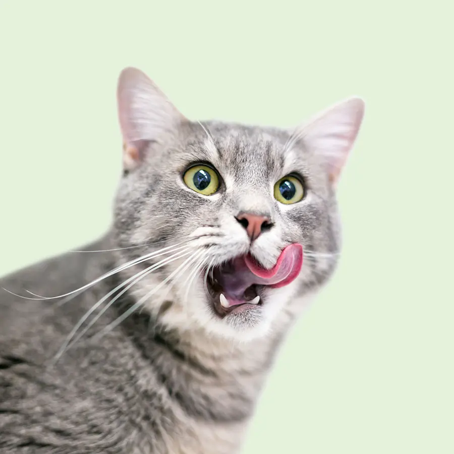 pet-cat Pet cat.